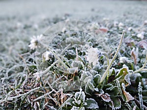 Camomile daisy flowers in the grass covered by frost or ice.