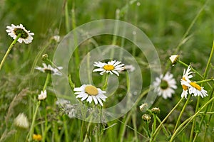 Camomile daisy flowers in the grass covered by rain or morning dew.