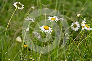 Camomile daisy flowers in the grass covered by rain or morning dew.