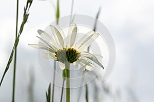 Camomile daisy flowers in the grass covered by rain or morning dew.