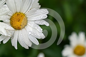 Camomile daisy flowers in the grass covered by rain or morning dew.