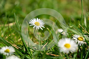 Camomile daisy flowers in the grass. Slovakia