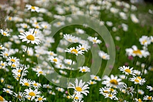 Camomile daisy flowers in the grass. Slovakia