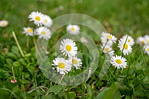 Camomile daisy flowers in the grass. Slovakia