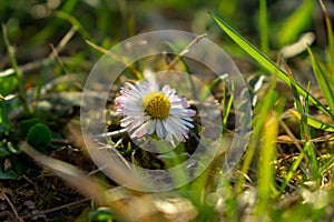 Camomile daisy flowers in the grass. Slovakia