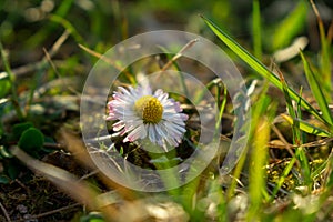 Camomile daisy flowers in the grass. Slovakia