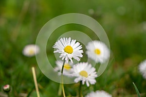 Camomile daisy flowers in the grass. Slovakia