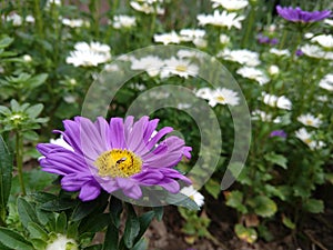 Camomile daisy flowers in the grass. Slovakia