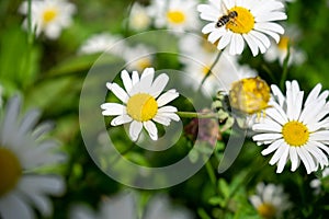 Camomile daisy flowers in the grass. Slovakia