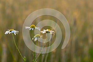 Camomile daisy flowers in the grass. Slovakia