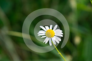 Camomile daisy flowers in the grass. Slovakia