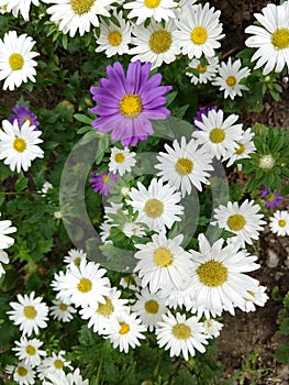 Camomile daisy flowers in the grass. Slovakia