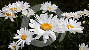 Camomile daisy flowers in the grass. Slovakia