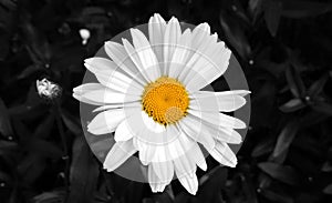 Camomile daisy flowers in the grass. Slovakia