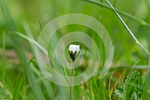 Camomile daisy flowers in the grass. Slovakia