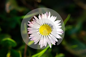 Camomile daisy flowers in the grass. Slovakia