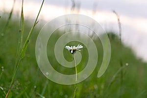 Květy heřmánku sedmikráska v trávě. Slovensko