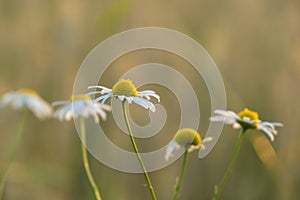 Camomile daisy flowers in the grass. Slovakia