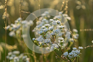 Camomile daisy flowers in the grass. Slovakia