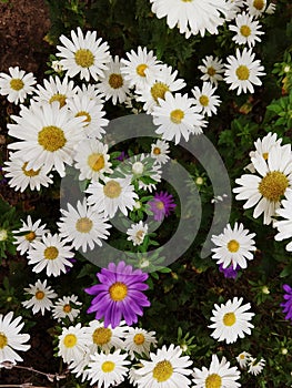 Camomile daisy flowers in the grass. Slovakia