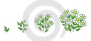 Chamomile flowers plants growth stages. Camomile development. Daisy animation progression period. Flower shop. Vector