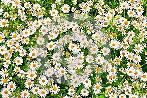 Camomile daisy meadow background