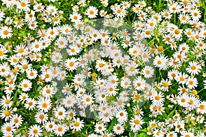 Camomile daisy meadow background photo