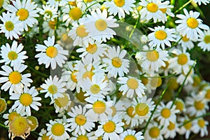 Camomile daisy field natural horizontal background texture for beauty, health