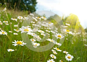 Camomile field