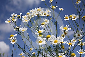 Camomile field.