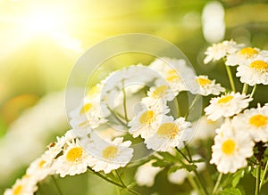 Camomile field