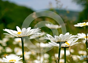 Camomile field