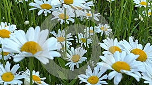 camomile field. daisy flowers sway in the wind