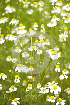 Camomile field II