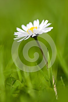 Camomile flower photo