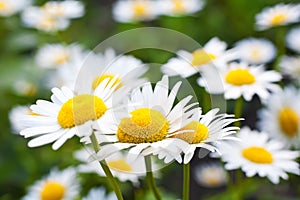 Camomile flower