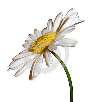 Camomile flower