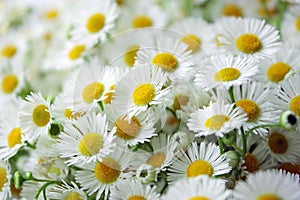 Camomile flower