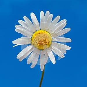 Camomile flower on a blue background