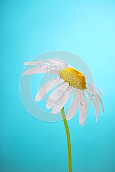 Camomile flower on blue background