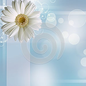 Camomile flower on blue background