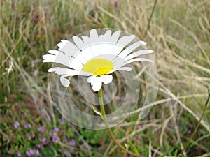 Camomile flower on blurred background. Summertime. Macro