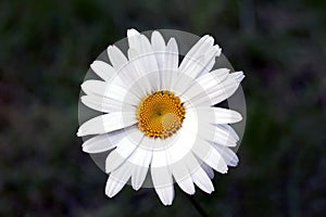 Camomile flower close up