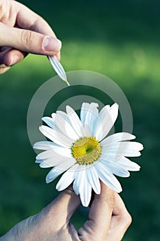 Camomile flower in hands