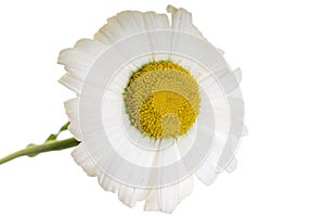 Camomile flower isolated
