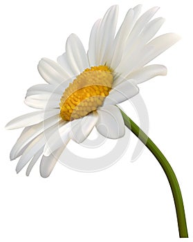 Camomile Flower Isolated