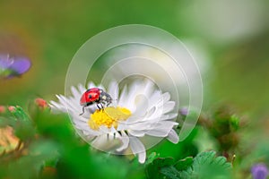 Camomile flower with ladybug and green grass as background