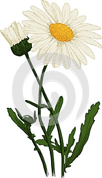 White Camomile flower. Oxeye daisy. Vector photo