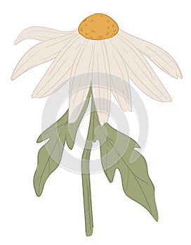 Camomile flower with petals, daisy or wildflower