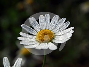 Camomile flower with small drops of dew on the petals